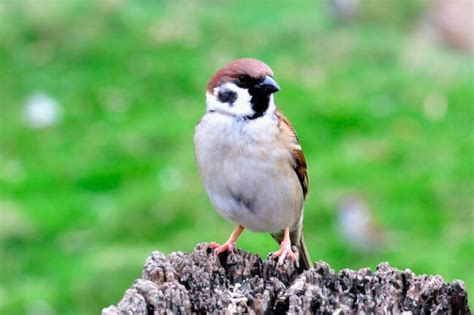 麻雀築巢原因|【麻雀祕密】麻雀真的變少了？「害鳥」其實是誤會？。